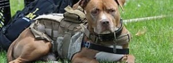 Amazing Service Dogs Amazing Service Dogs