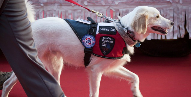 12 Best Service Dog Breeds Smart And Loyal Dogs Dog Breeds Smart And Loyal Dogs