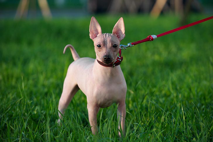 American Hairless Terrier emotional support dog