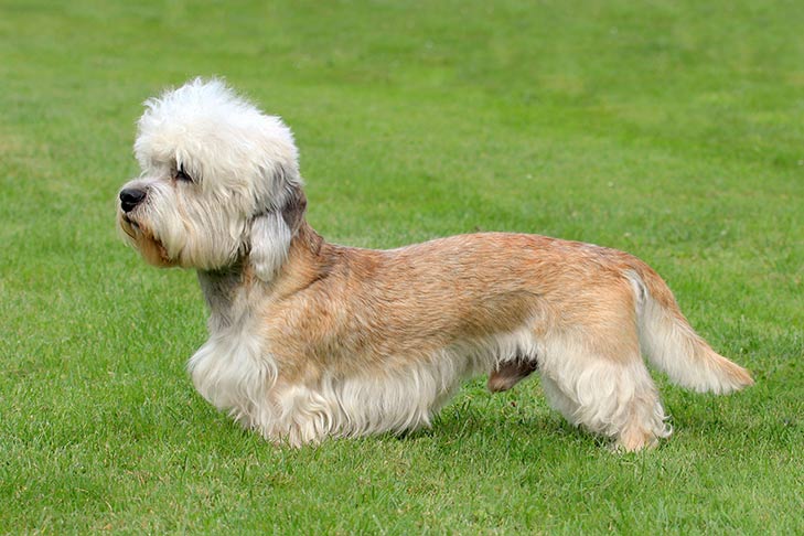 Dandie-Dinmont-Terrier emotional support dog