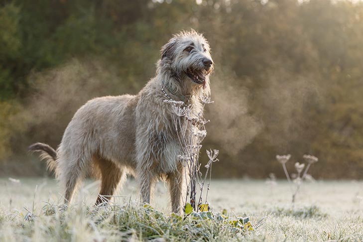 Irish Wolfhound Emotional Support Dog