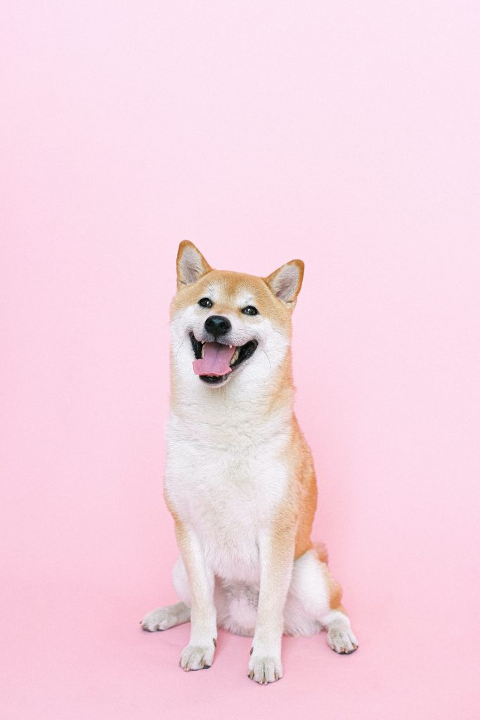 Shiba Inu Emotional Support Dog