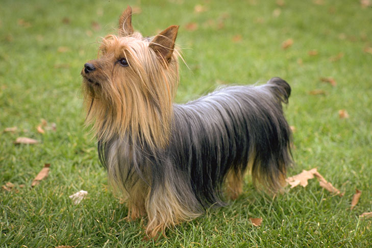 Silky Terrier emotional support dog