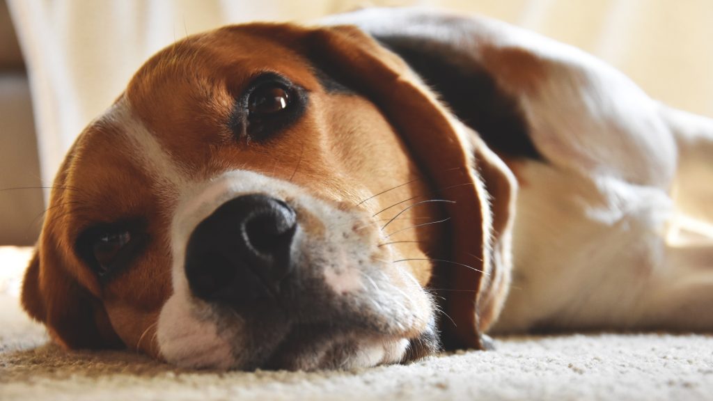 beagle emotional support dog