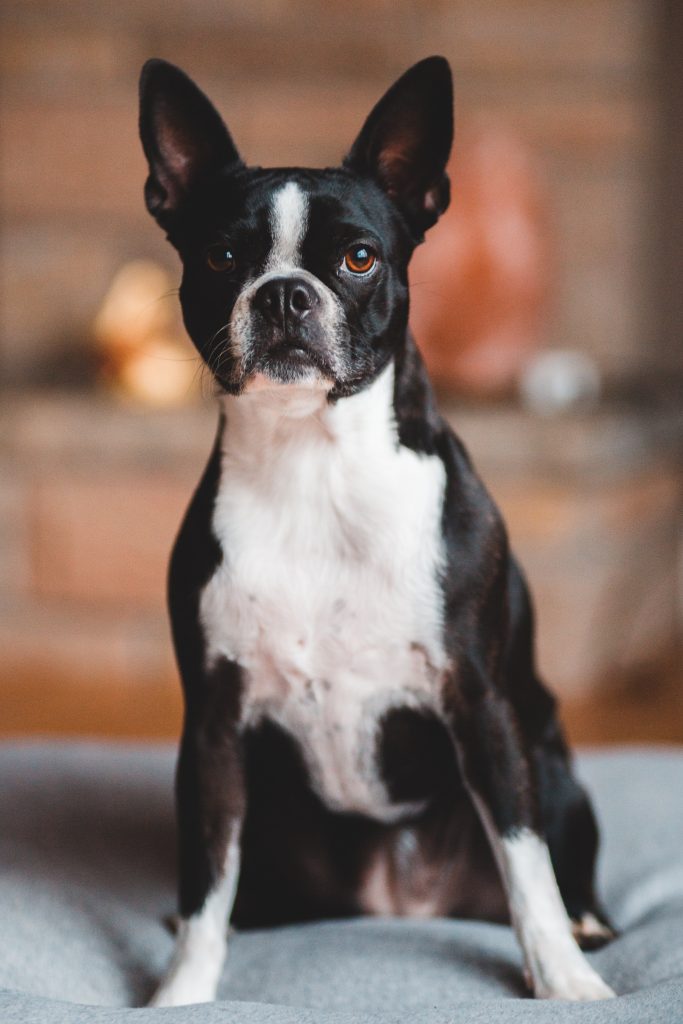 boston terrier emotional support dog