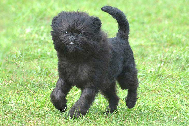 Affenpinscher emotional support dog