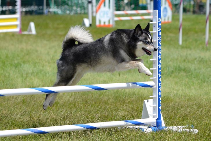 Alaskan-Klee-Kai emotional support dog