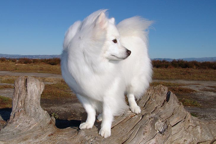 American Eskimo Dog emotional support dog
