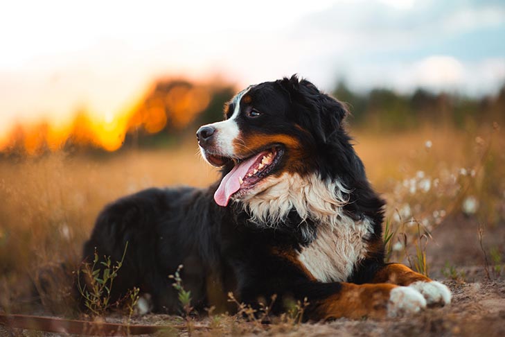Bernese Mountain Dog emotional service animal