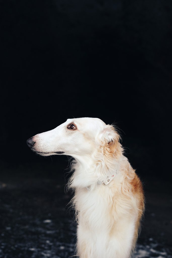 Borzoi Emotional Support Dog