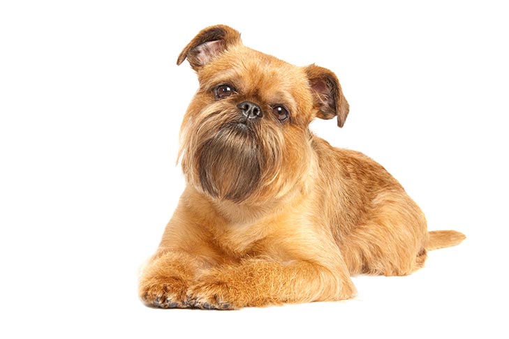 Brussels Griffon Emotional Support Dog