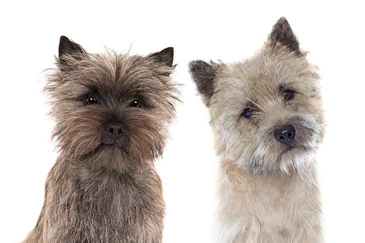 Cairn Terrier Emotional Support Dog