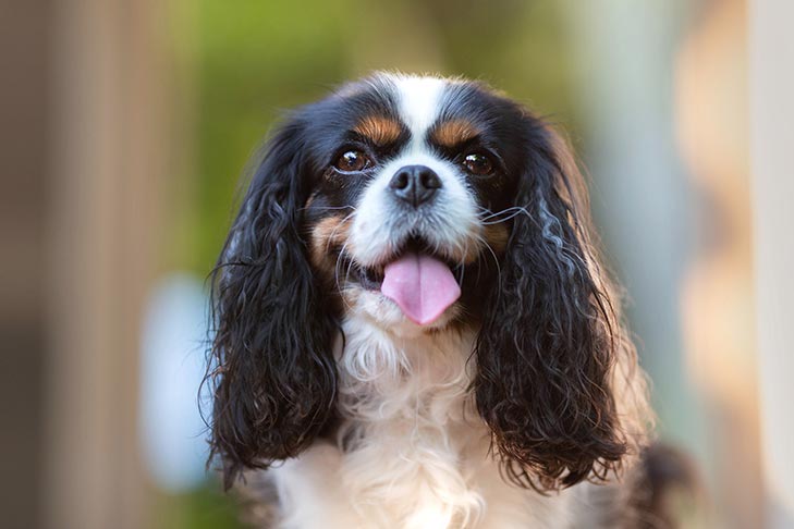Cavalier King Charles Spaniel ESA