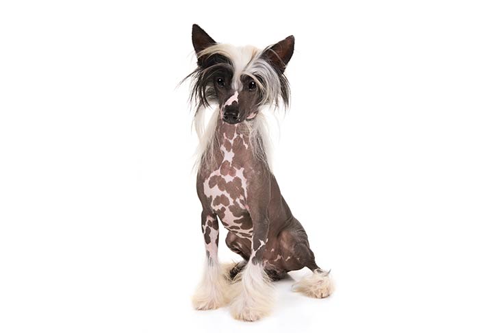 Chinese Crested emotional support dog