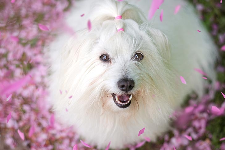 Coton de Tulear Emotional Support Dog