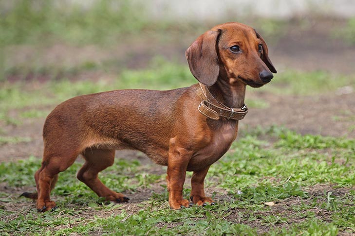 daschund emotional support dog
