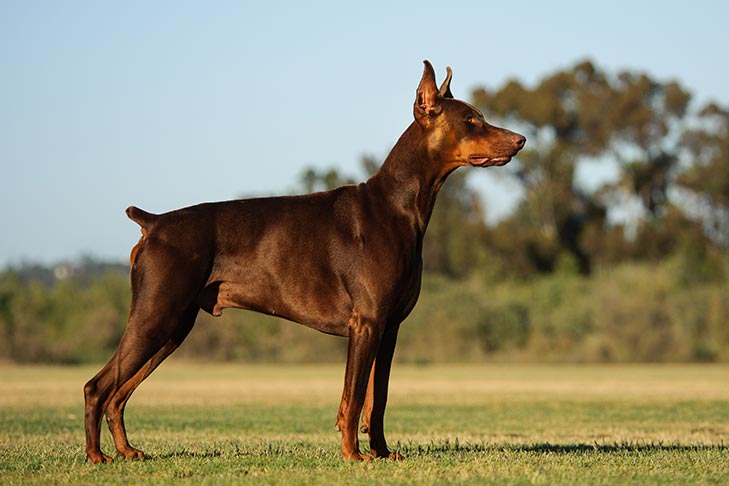 Doberman-Pinscher-emotional-support-animal
