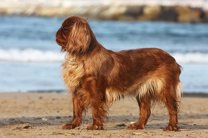 English Toy Spaniel emotional service animal