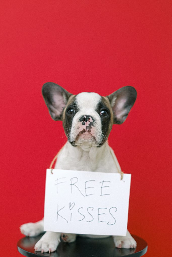 French Bulldog emotional Support Dog