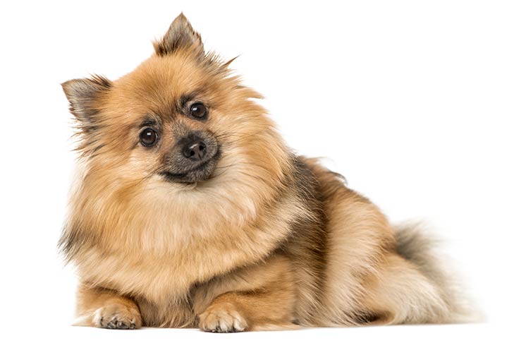 German Spitz Emotional Support Dog