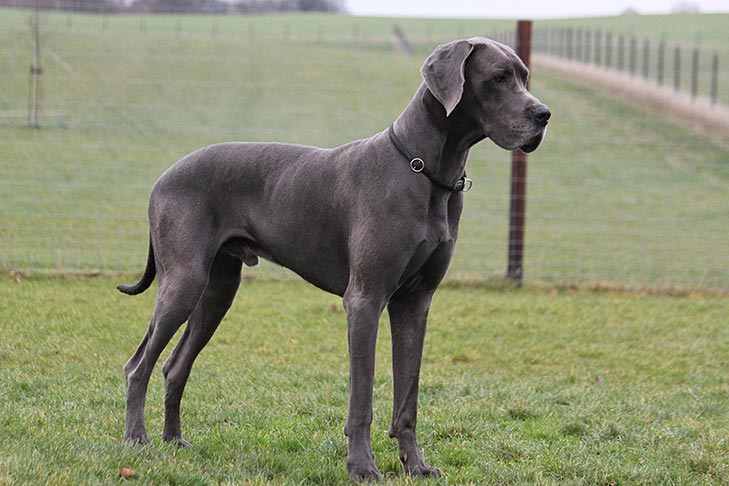 Great Dane Emotional Support Dog