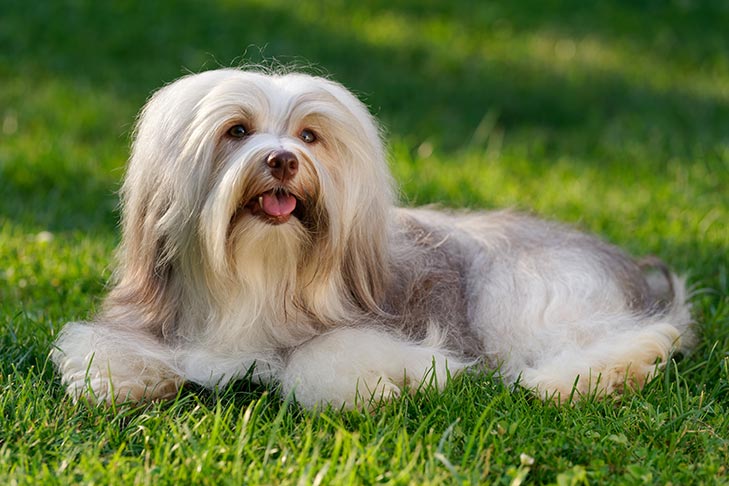 Havanese-emotional-support-animal #13