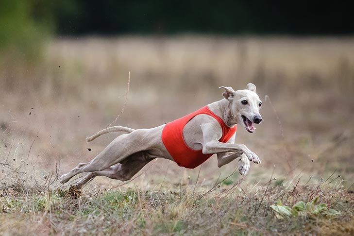 Italian Greyhound emotional support dog