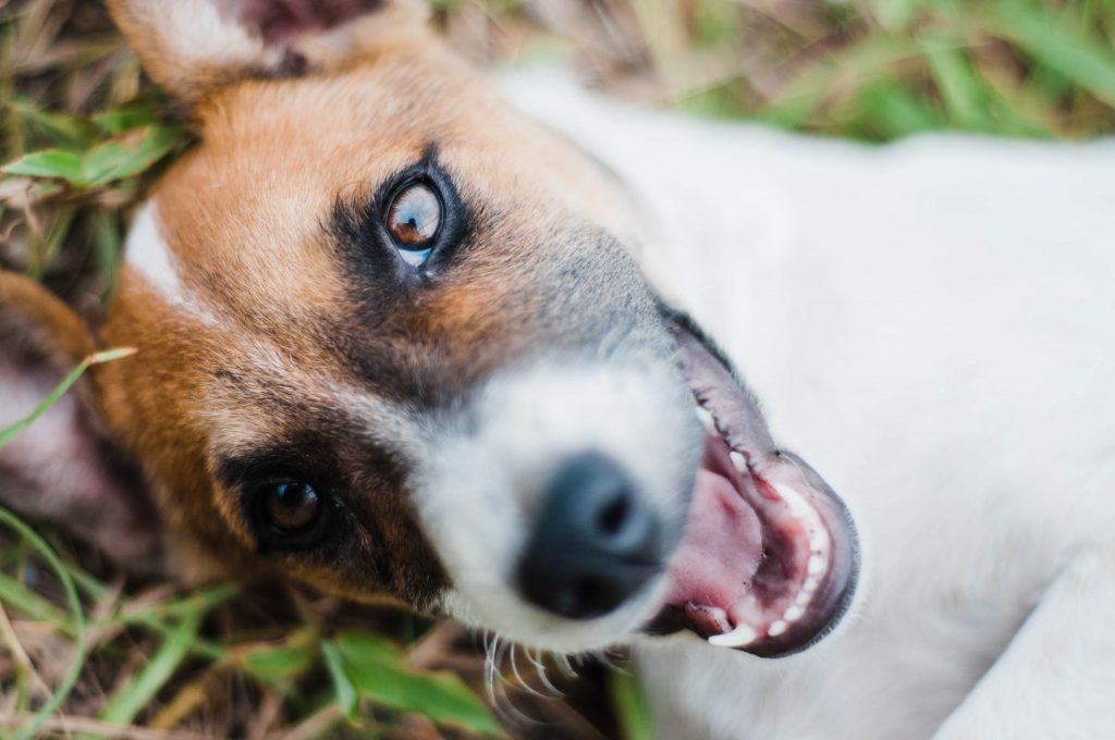 Jack russell Terrier emotional support dog