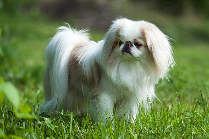 Japanese Chin emotional support dog