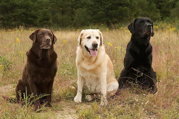 Labrador-Retrievers Emotional Support Animals #4