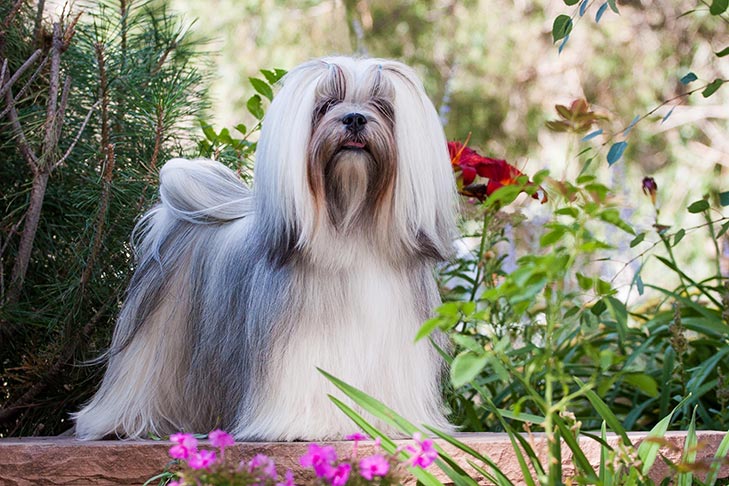 Lhasa-Apso-emotional-support-animal