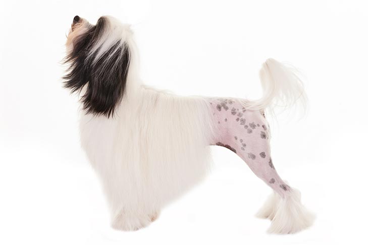 Lowchen emotional support dog