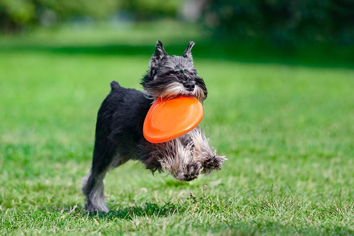 Miniature-Schnauzer emotional support animal
