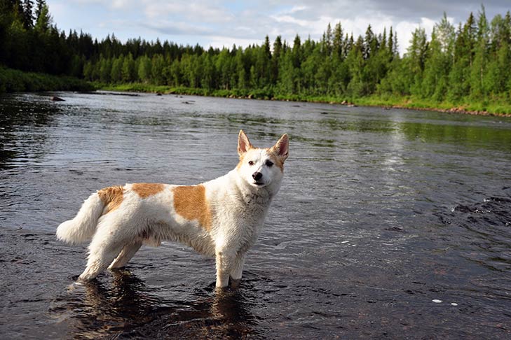 Norrbottenspets emotional support dog