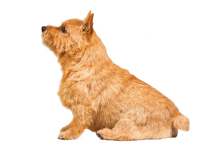 Norwich Terrier emotional support dog