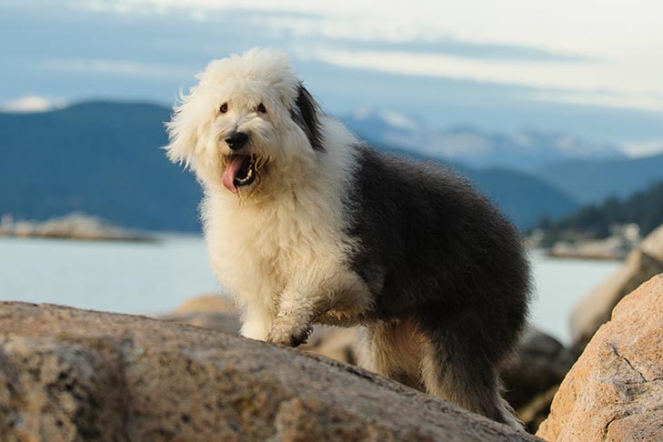 Old English Sheepdog emotional support dog