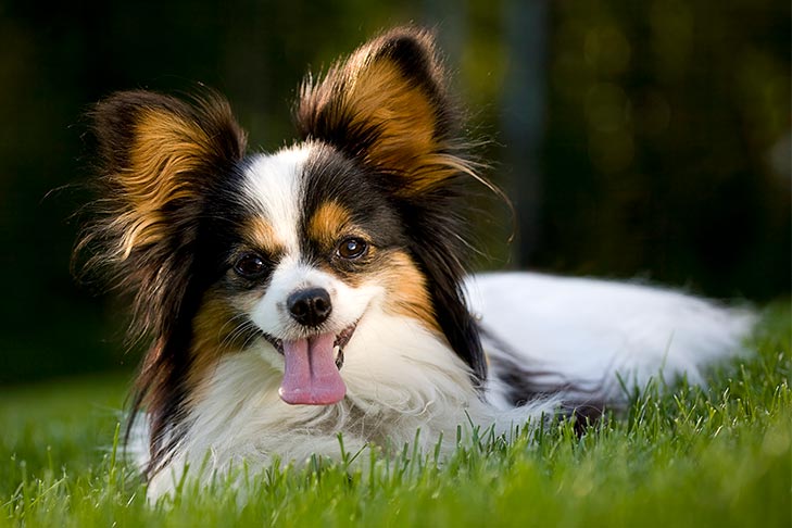 Papillon Emotional Support Dog