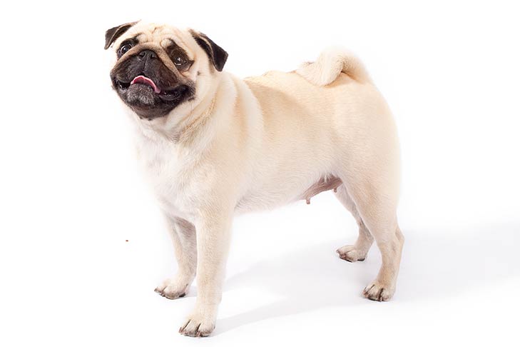 Pug Emotional Support Animal