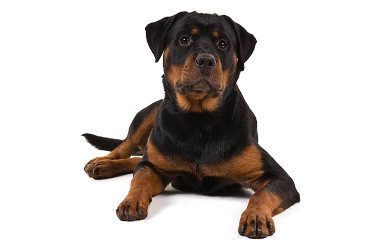 Rottweiler emotional support dog