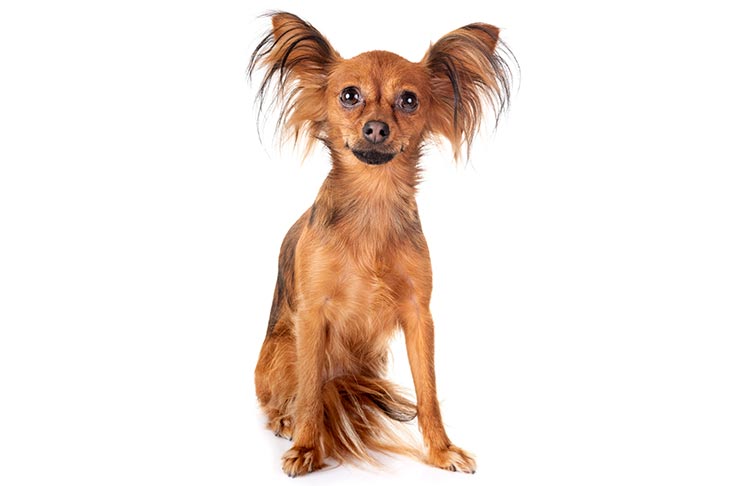 Russian Toy Emotional Support Animal