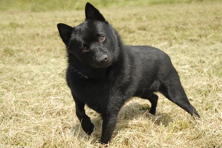 Schipperke emotional support dog
