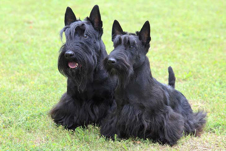 Scottish Terrier Emotional Support Dog