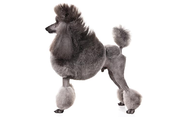 Standard Poodle Emotional Support Animal 3