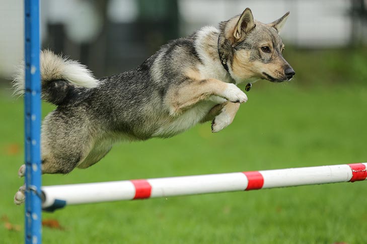 Swedish-Vallhund emotional support dog