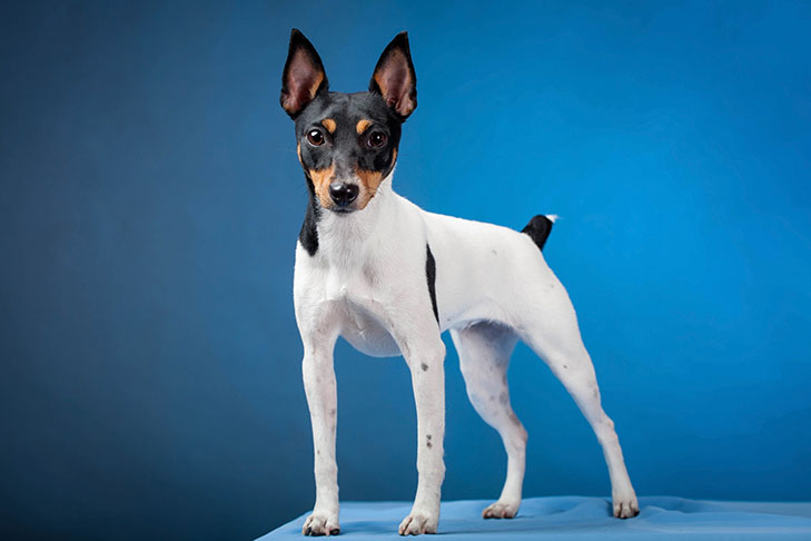 Toy Fox Terrier Emotional Support Dog