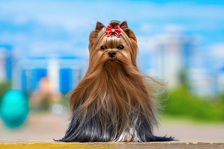 Yorkshire-Terrier-Emotional-Support-Animal-5