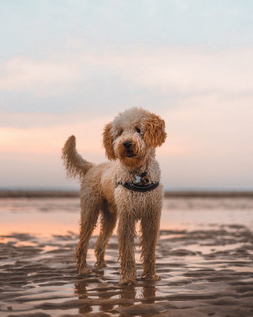 Australian Labradoodle Emotional Support Dog