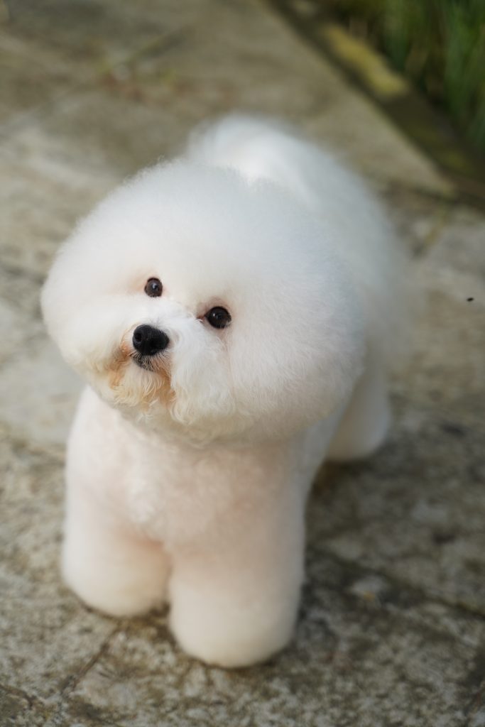 bichon frise emotional support animal #12