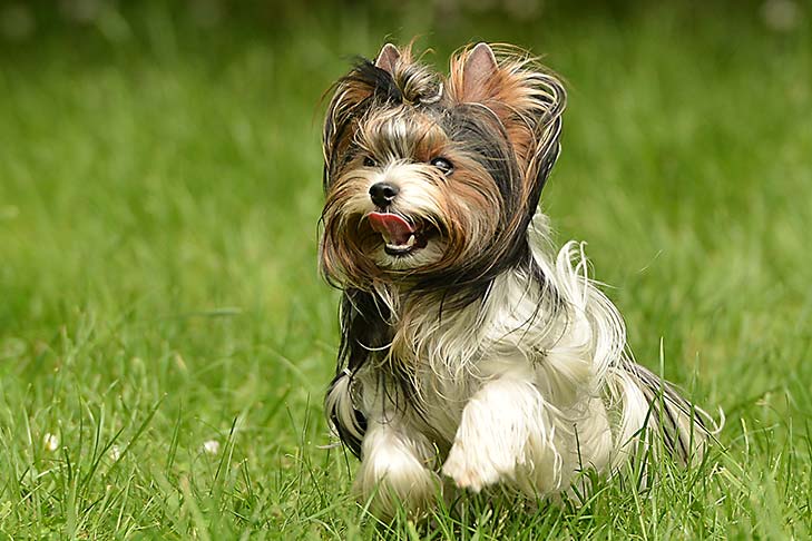 biewer terrier emotional support dog