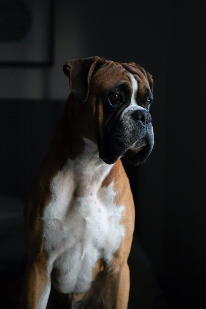 boxer emotional support animal